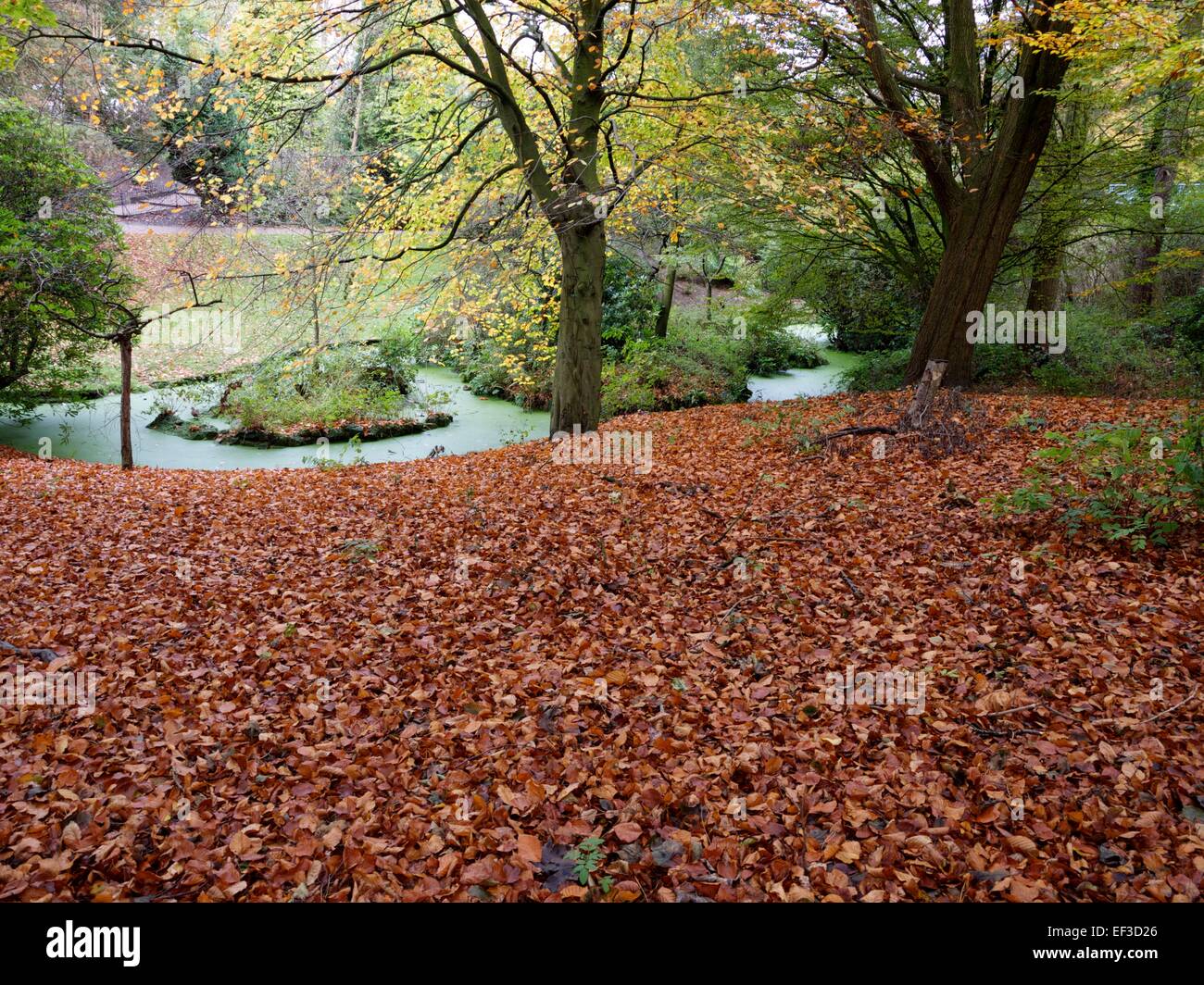 Autumn leaves in a wooded area and a stream running through Stock Photo