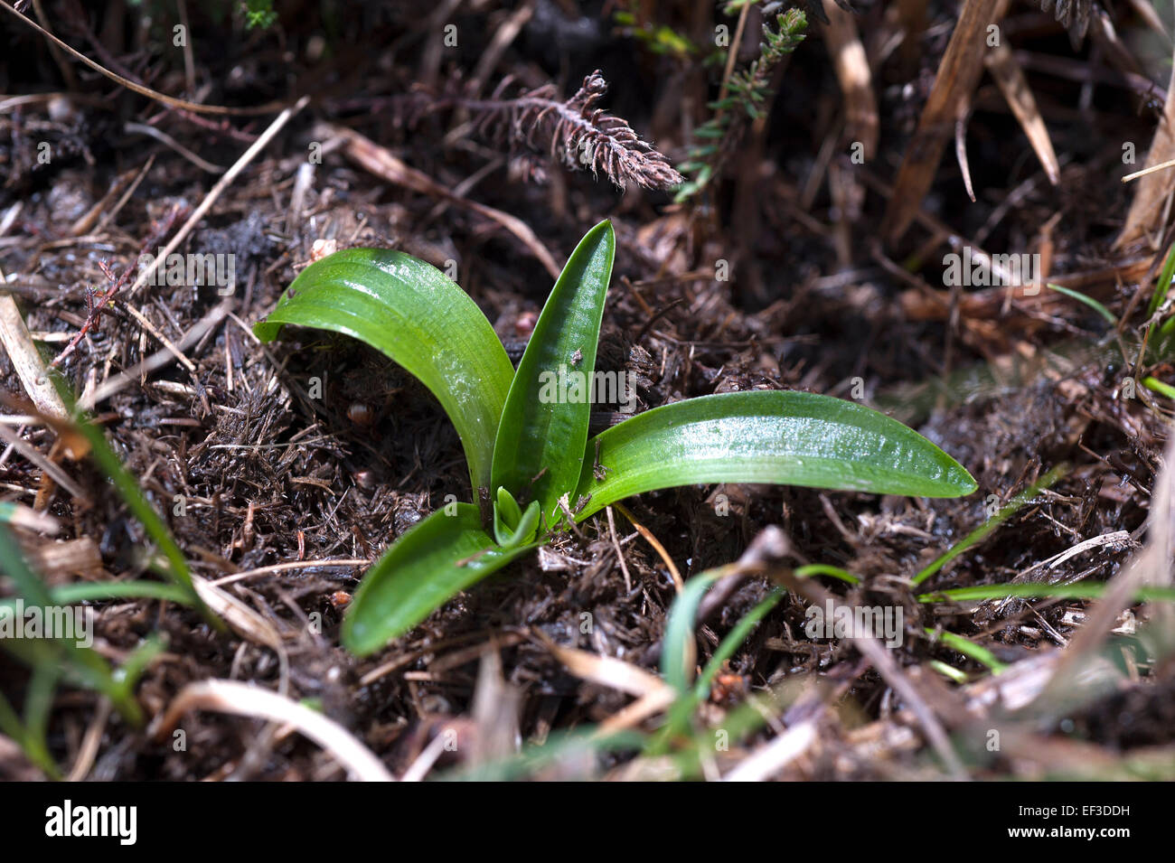 Anacamptis morio syn. Orchis morio winter foliage January 2015 green winged or green veined orchid Stock Photo