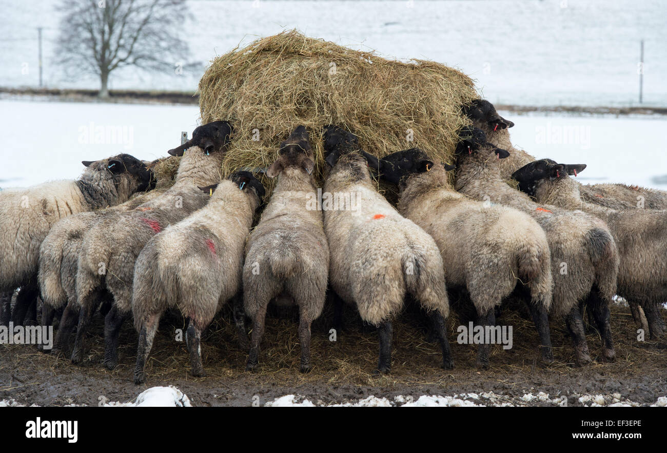 Sheep eating hay in winter in the snow. Scotland Stock Photo