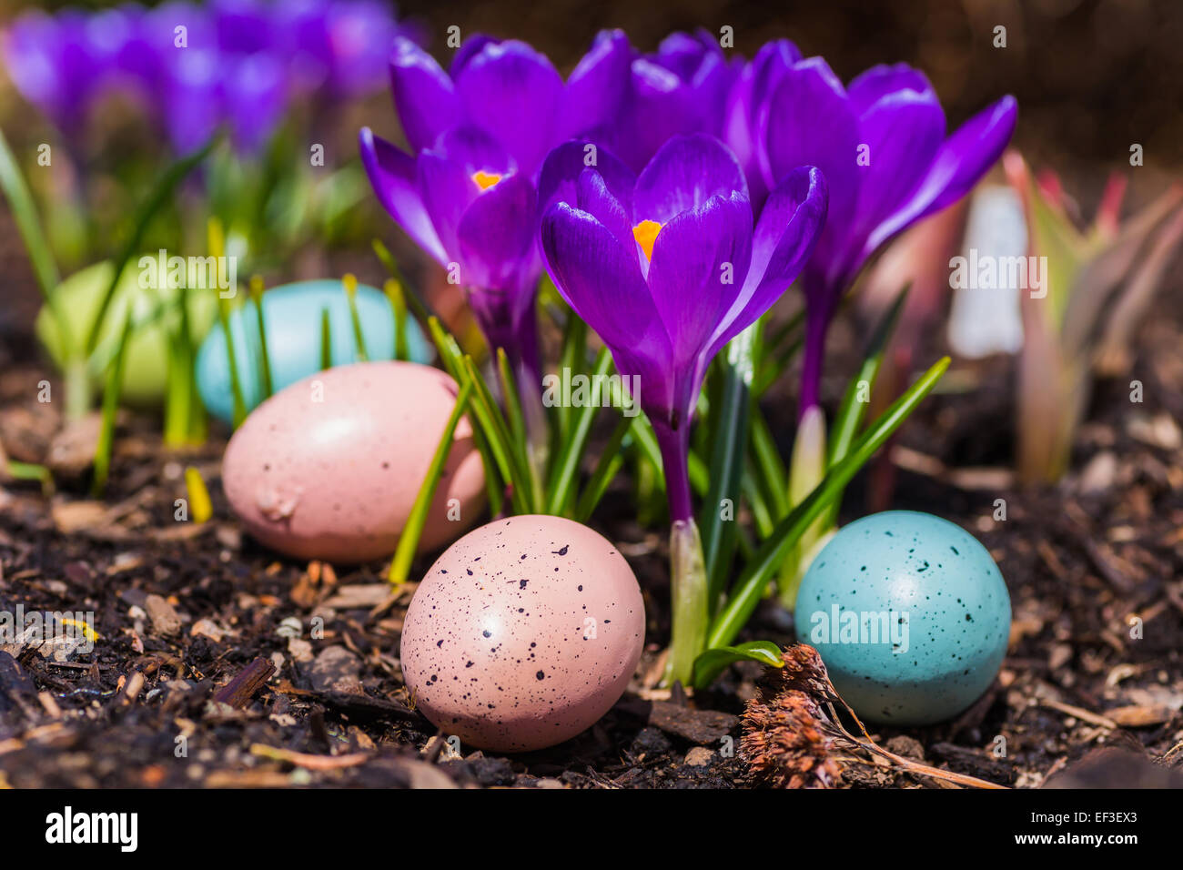 Purple crocus flowers and Easter eggs in a garden setting Stock Photo ...
