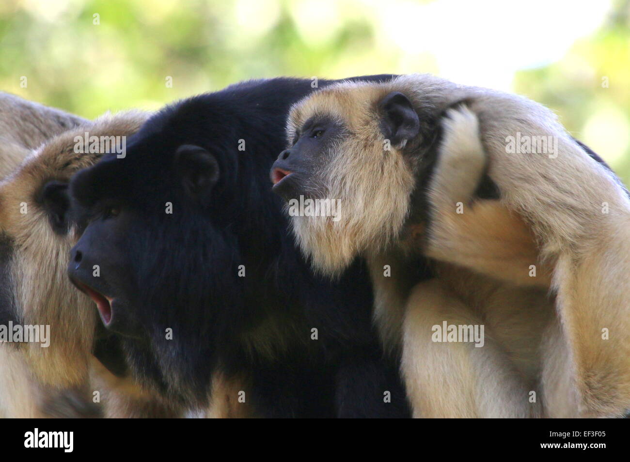 Howler monkeys group hi-res stock photography and images - Alamy