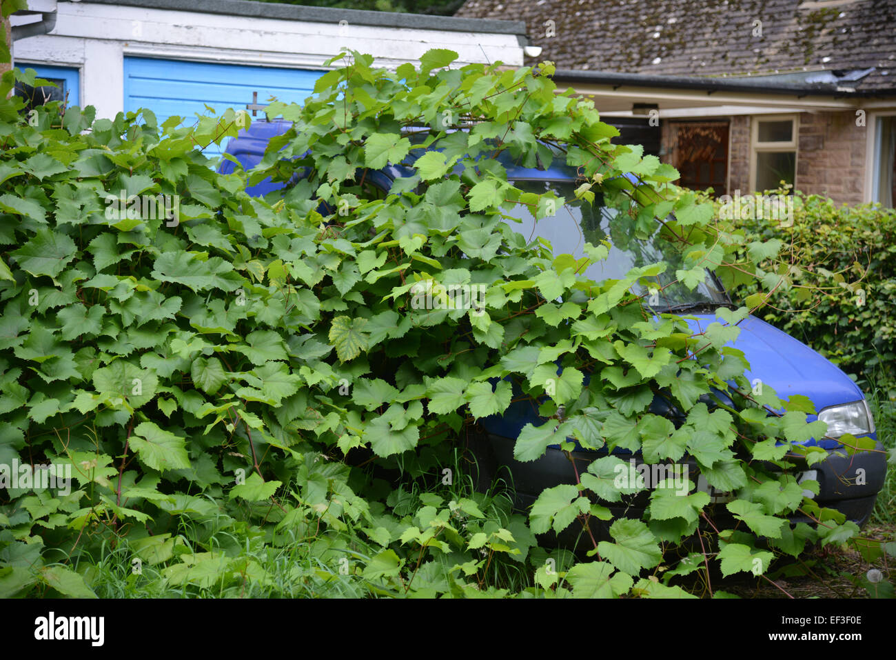 Vehicle covered by overgrown plants, Hook Norton, Oxfordshire Stock Photo