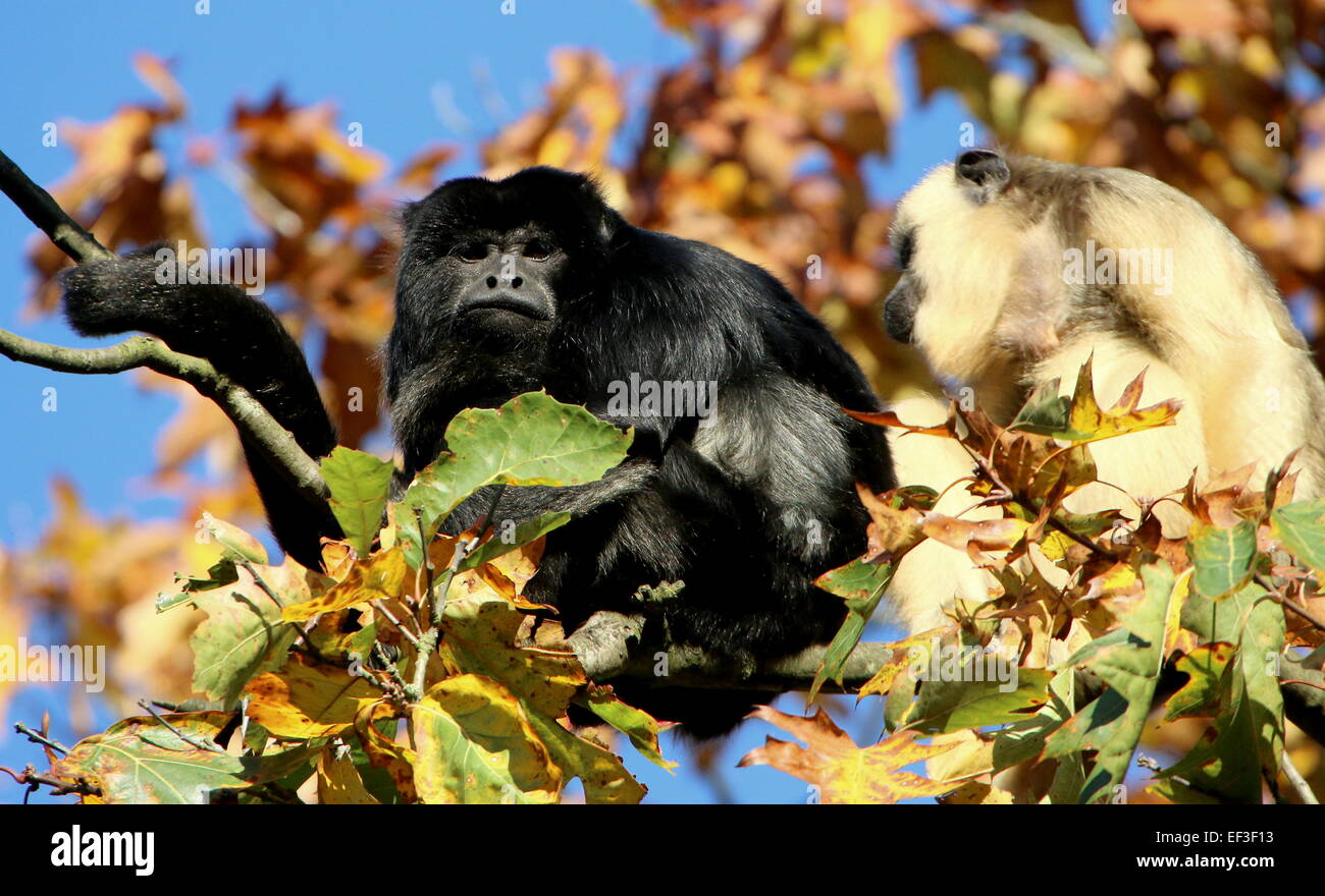 Male and Female South American Black howler monkey (Alouatta caraya) high up in a tree in the autumn sun Stock Photo
