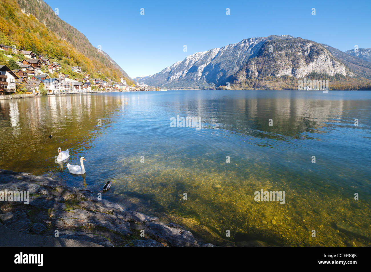 Swans floating in the lake illuminated by the morning sun Stock Photo