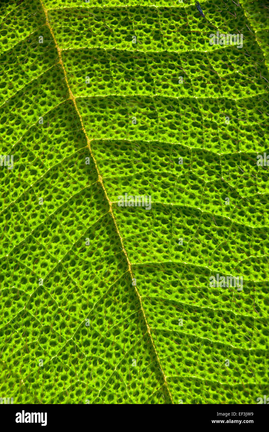 Leaf texture on a plant in the rainforest, Las Minas, Cocle province, Republic of Panama. Stock Photo