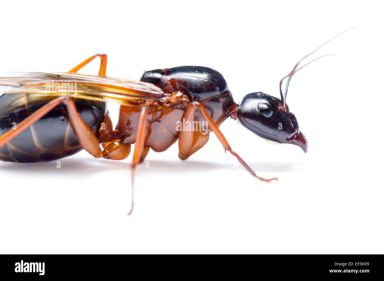 Close up of Black Carpenter Ant or Camponotus pennsylvanicus (winged male) on white background Stock Photo