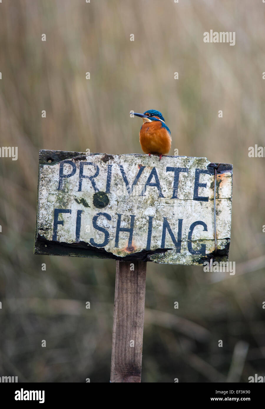 Kingfisher -  Alcedo atthis on Private Fishing sign Stock Photo