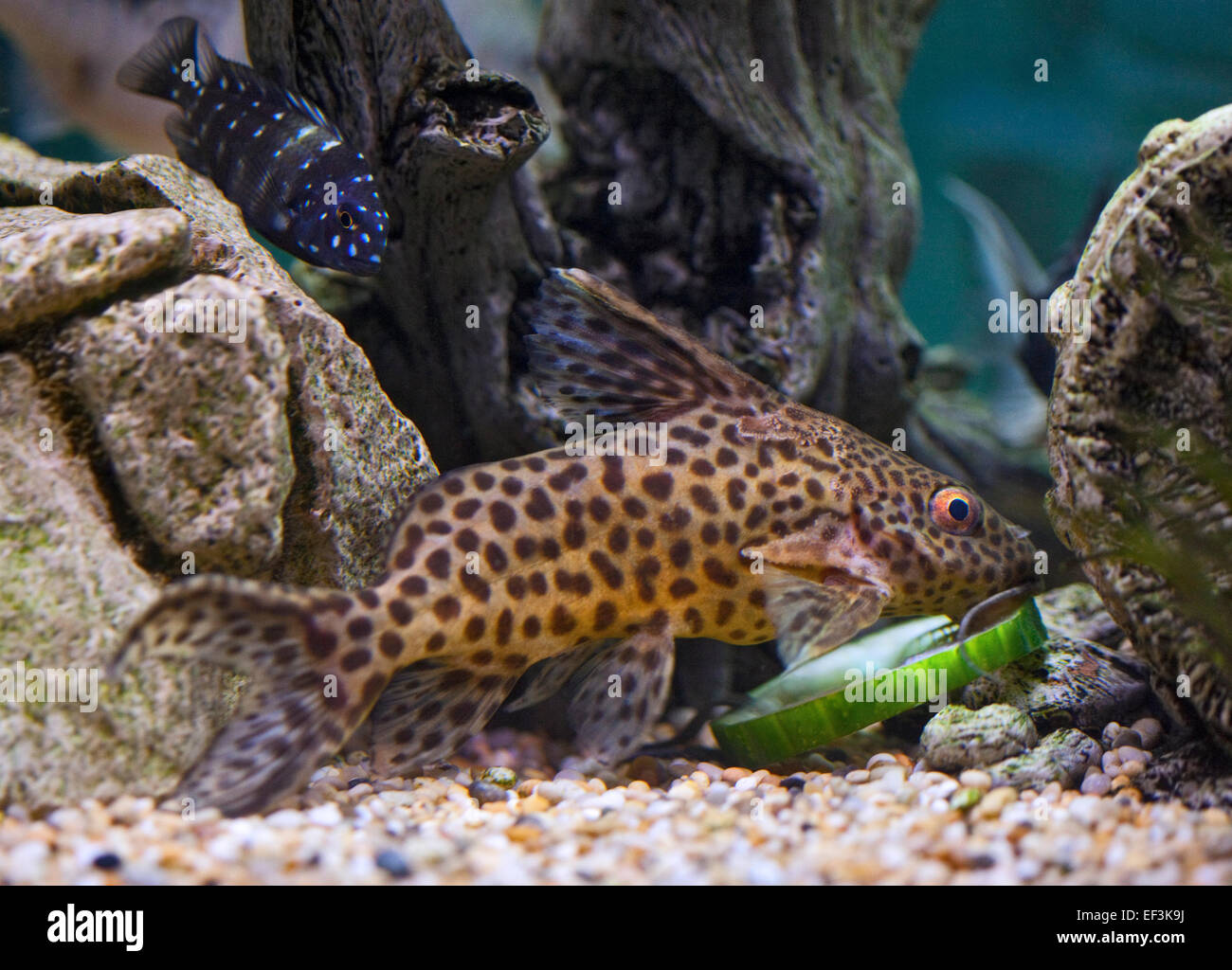 Cuckoo Catfish (synodontis multipunctatus) eating cucumber with Tropheus Duboisi Cichlid in background Stock Photo