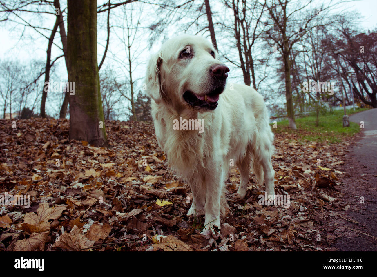 15 years old golden retriever dog, still active Stock Photo