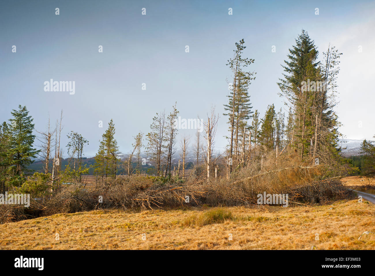 Forest windblown during the winter months, Glen Shero, Laggan