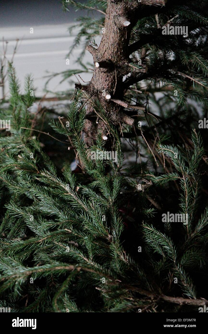 Falling needles hires stock photography and images Alamy