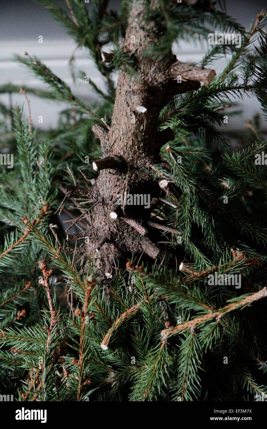 After Christmas. Taking down the tree. Cutting off the branches, from