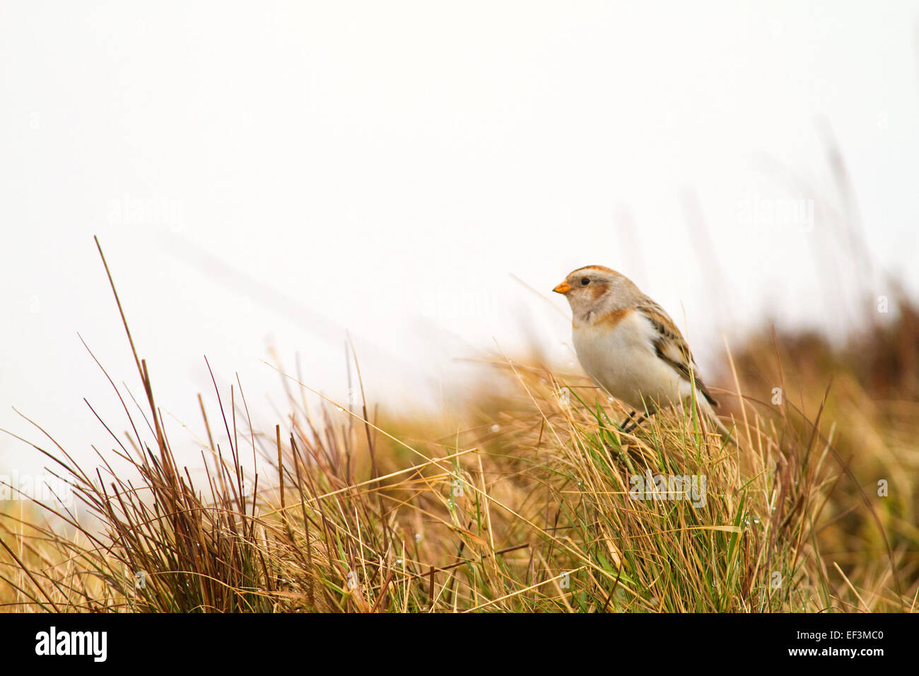 Snow Buntings in the Cooley Mountains Stock Photo