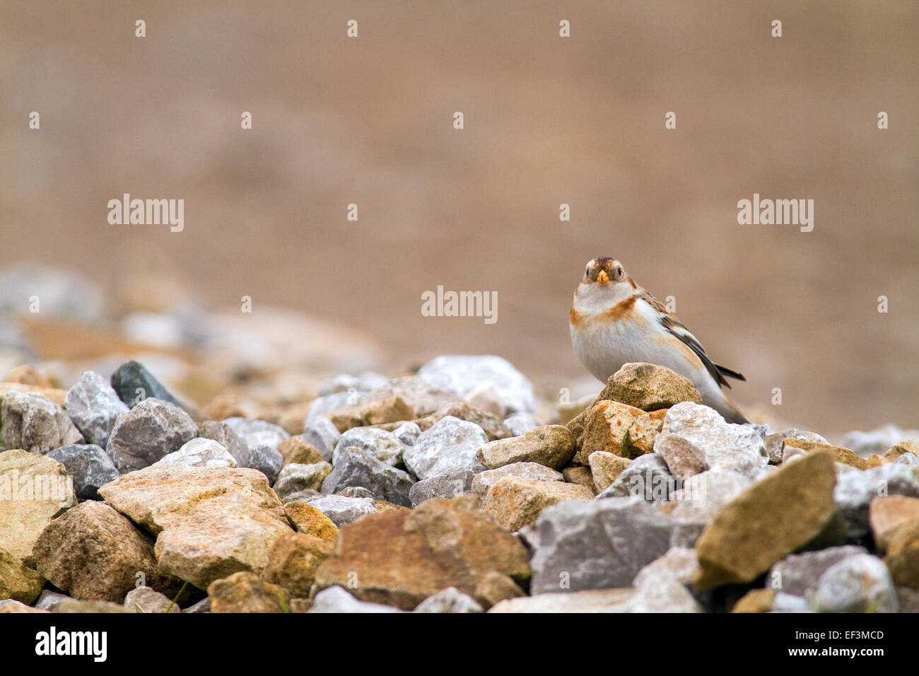 Snow Buntings in the Cooley Mountains,Ireland Stock Photo