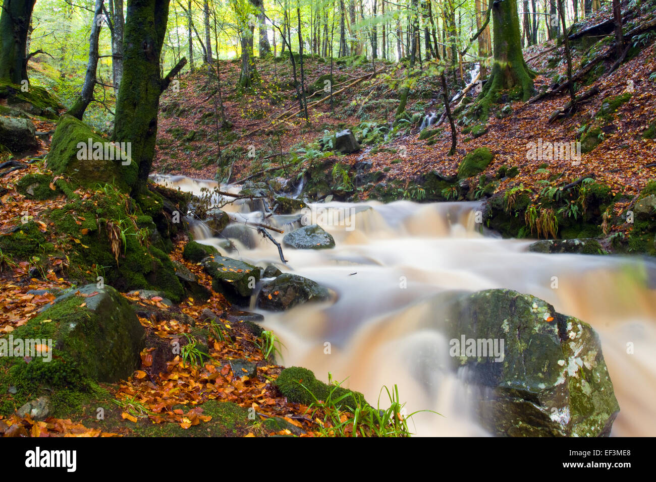 Ravensdale forest park,Ireland Stock Photo Alamy