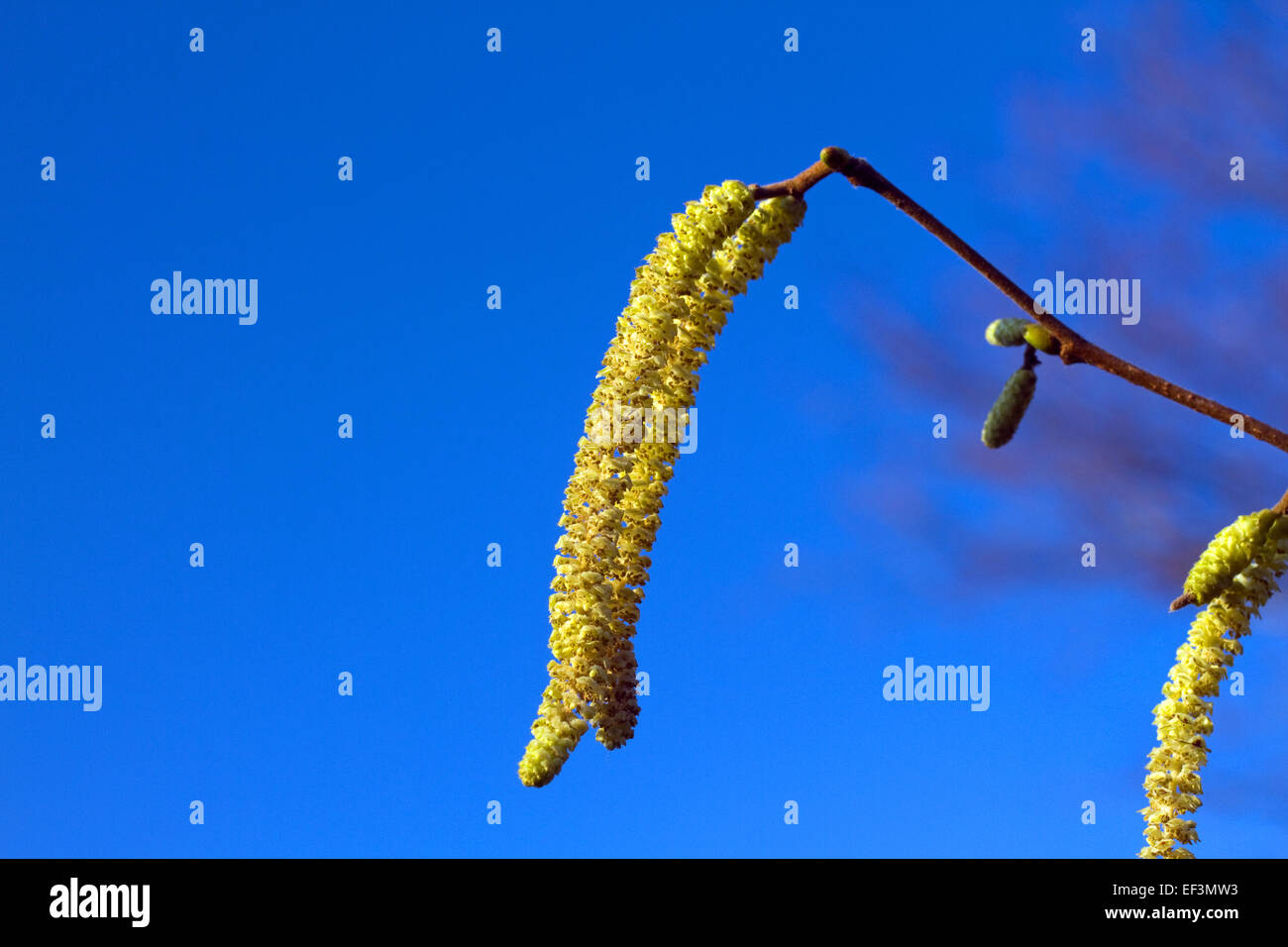 Hazel Catkins Stock Photo