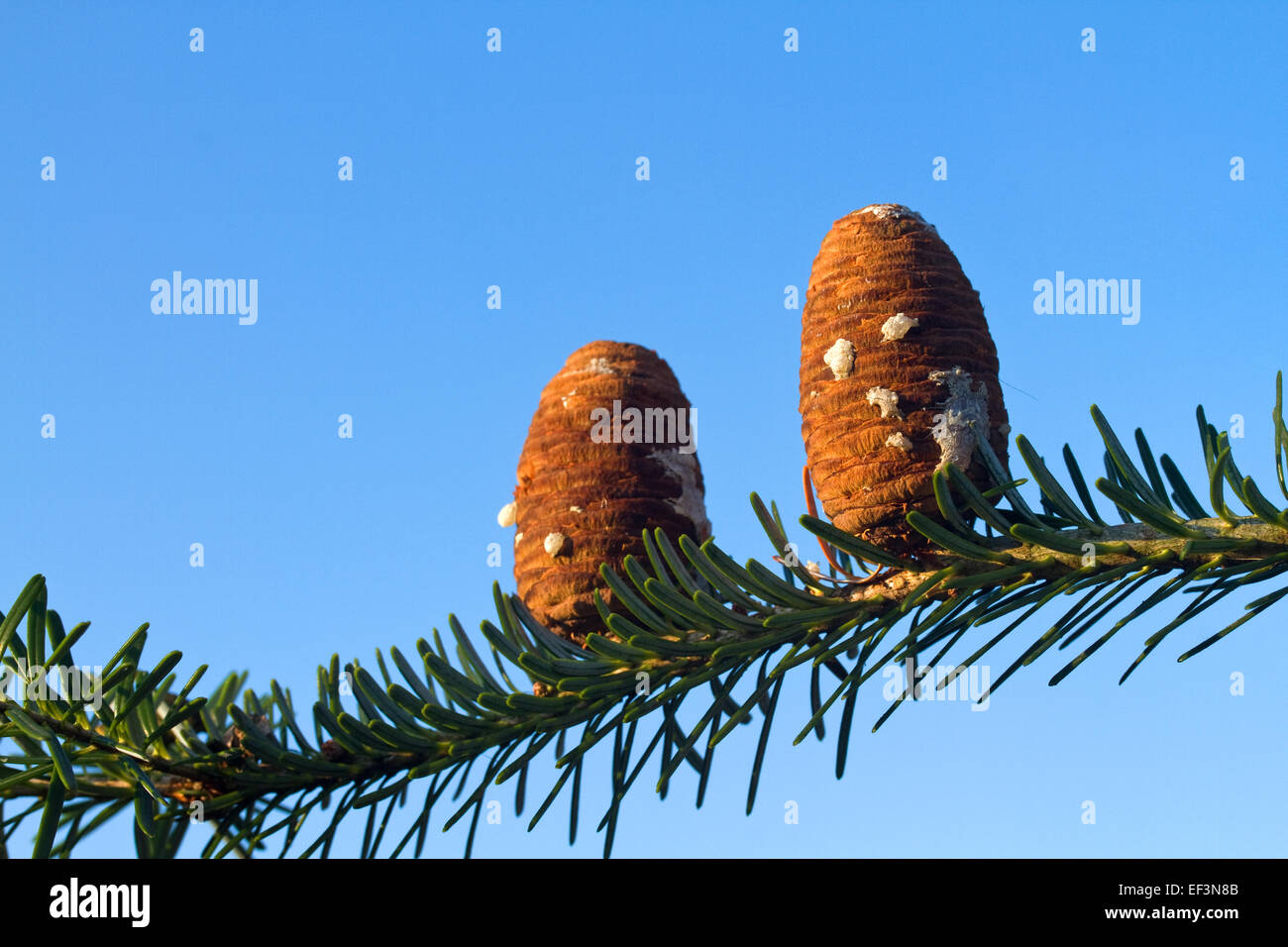 Korean Fir cones in winter Stock Photo