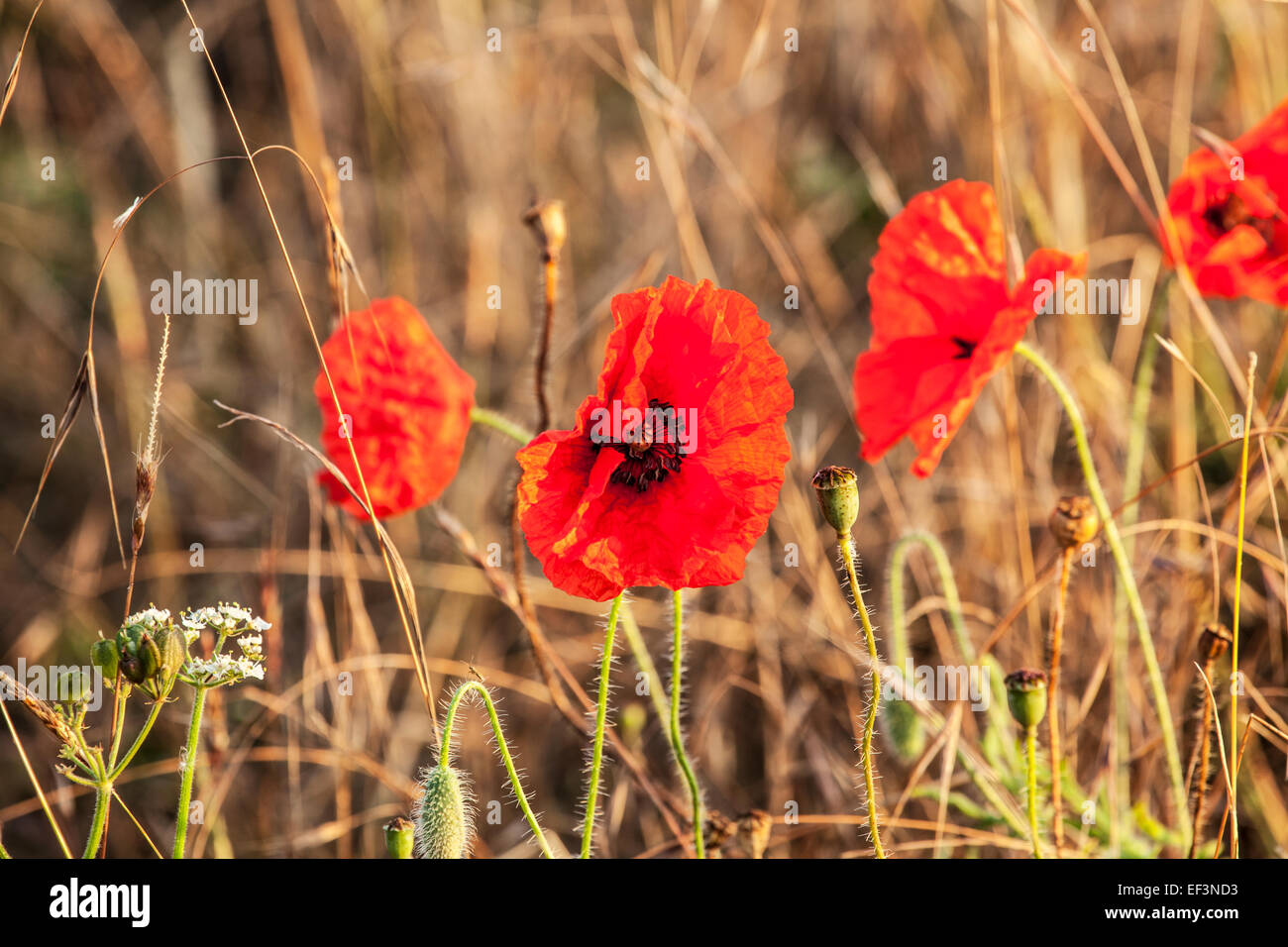 Red poppies Papaver rhoeas in a field. Stock Photo