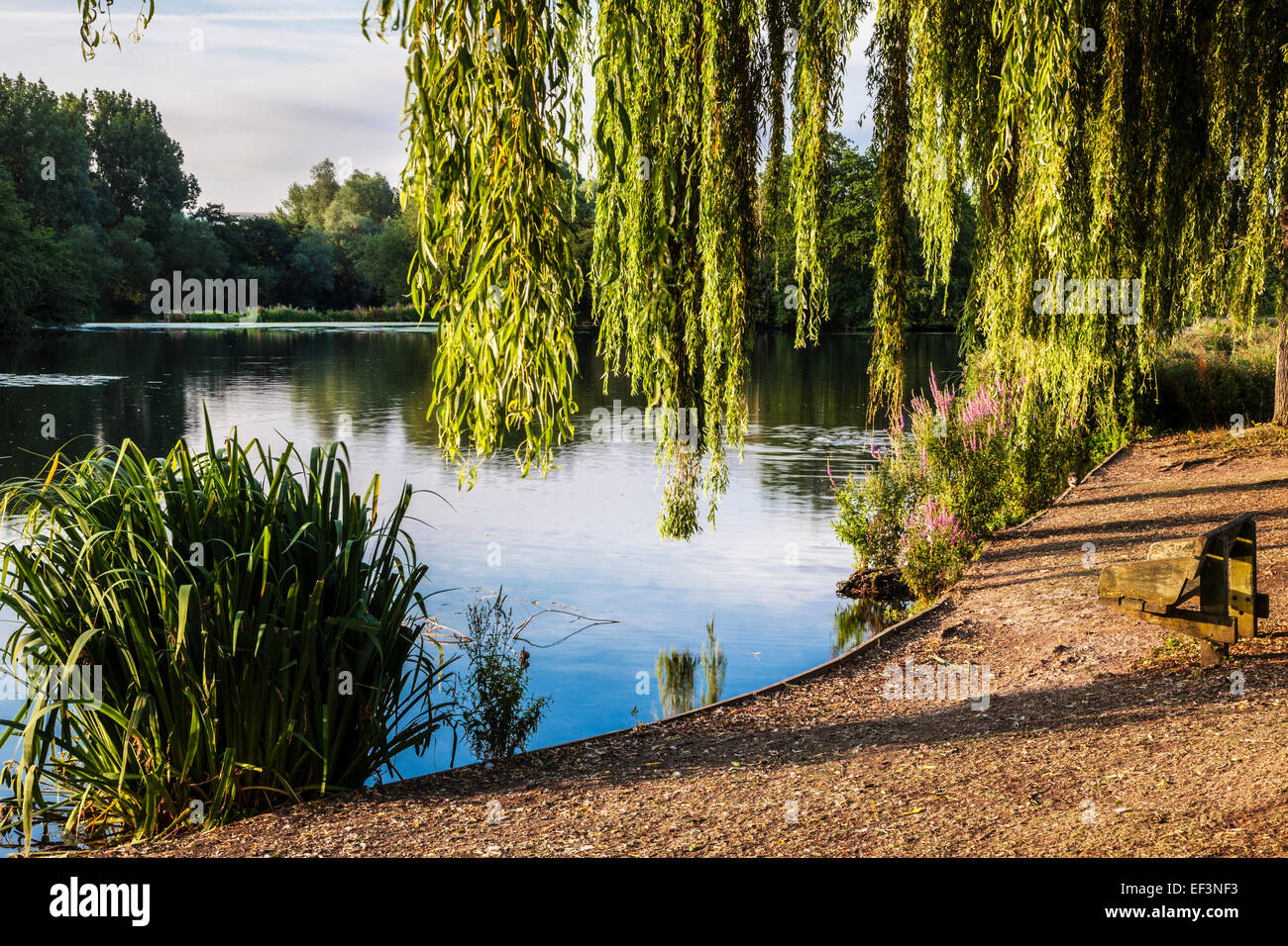 Early morning sunlight across a small lake in Swindon, Wiltshire. Stock Photo