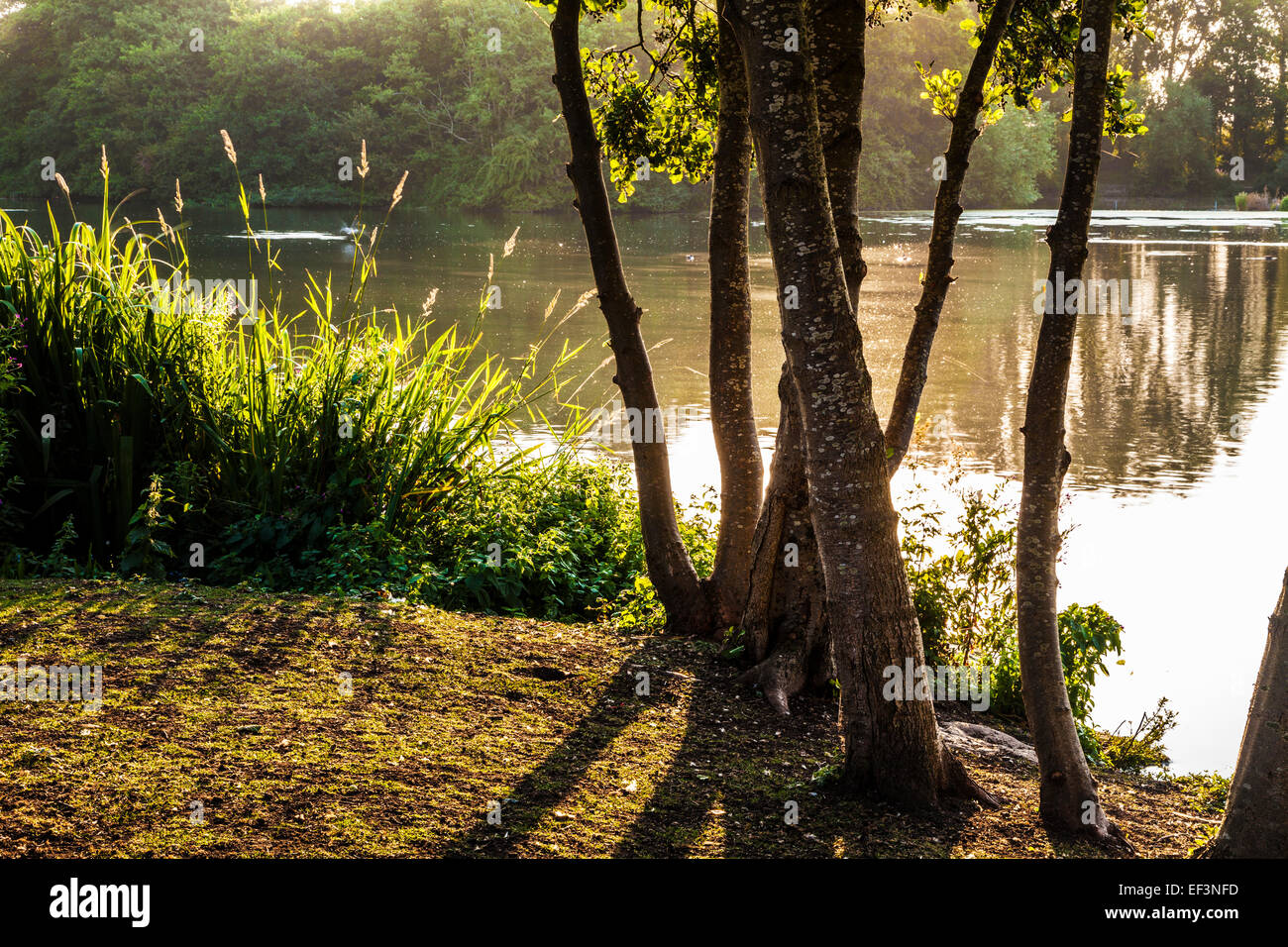 Early morning sunlight across a small lake in Swindon, Wiltshire. Stock Photo