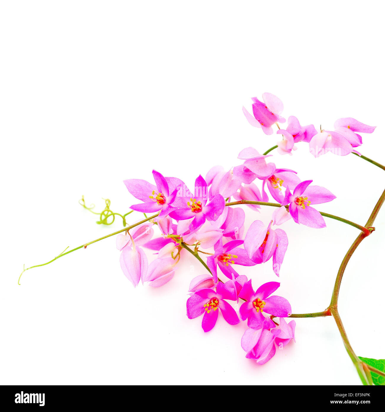 Beautiful pink flower, Coral Vine or Mexican Creeper (Antigonon leptopus), isolated on a white background Stock Photo
