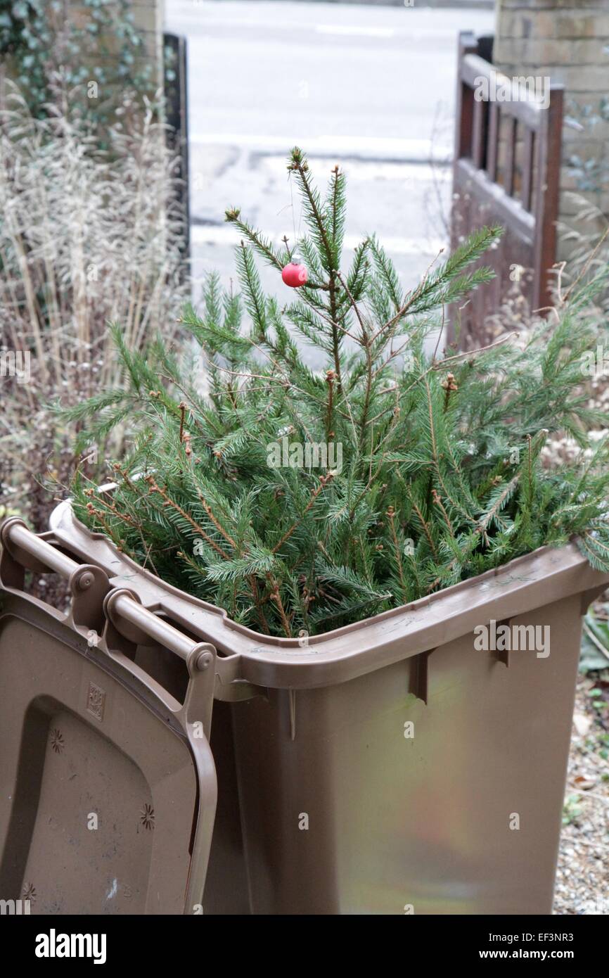 Christmas tree in recycling bin, in January, to be collected and