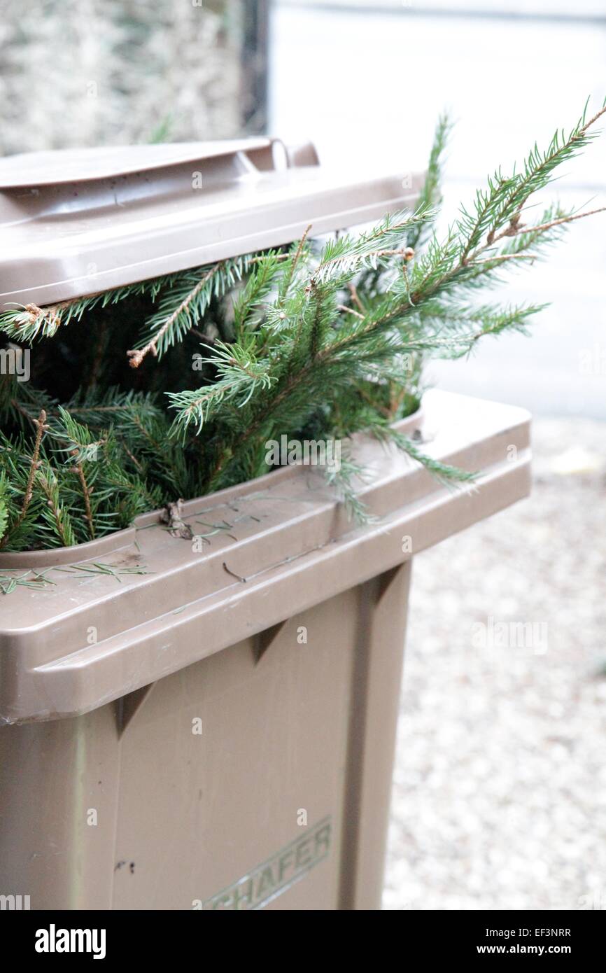 Christmas tree in recycling bin, in January, to be collected and ...