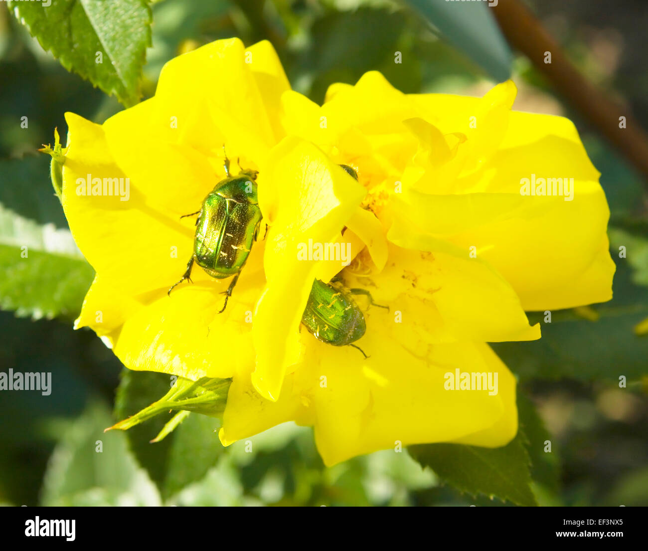 Two green beetles sit on yellow roses Stock Photo Alamy