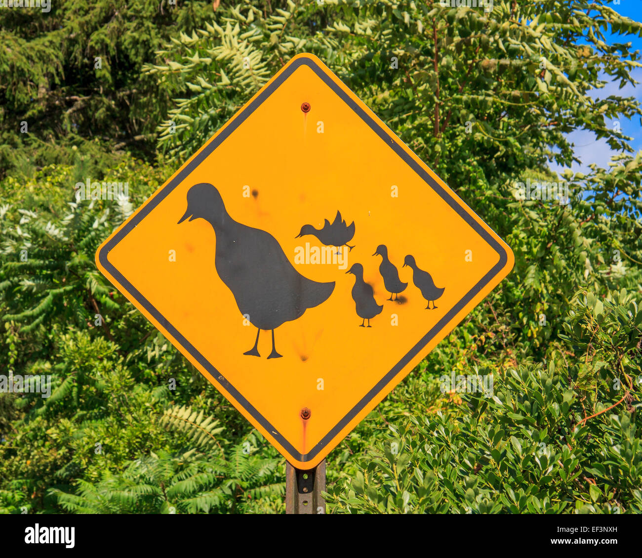 Duck sign Stock Photo