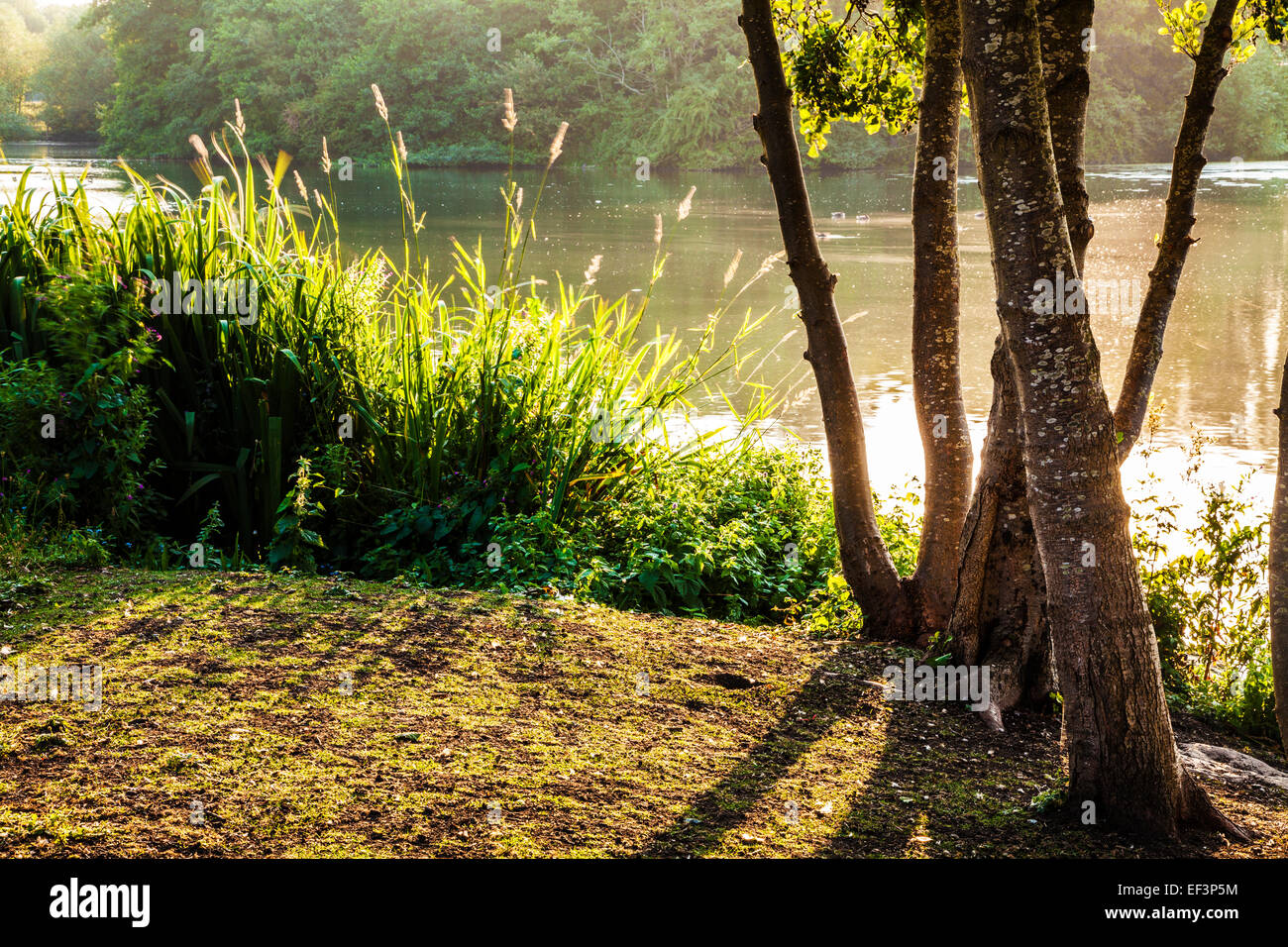 Early morning sunlight across a small lake in Swindon, Wiltshire. Stock Photo