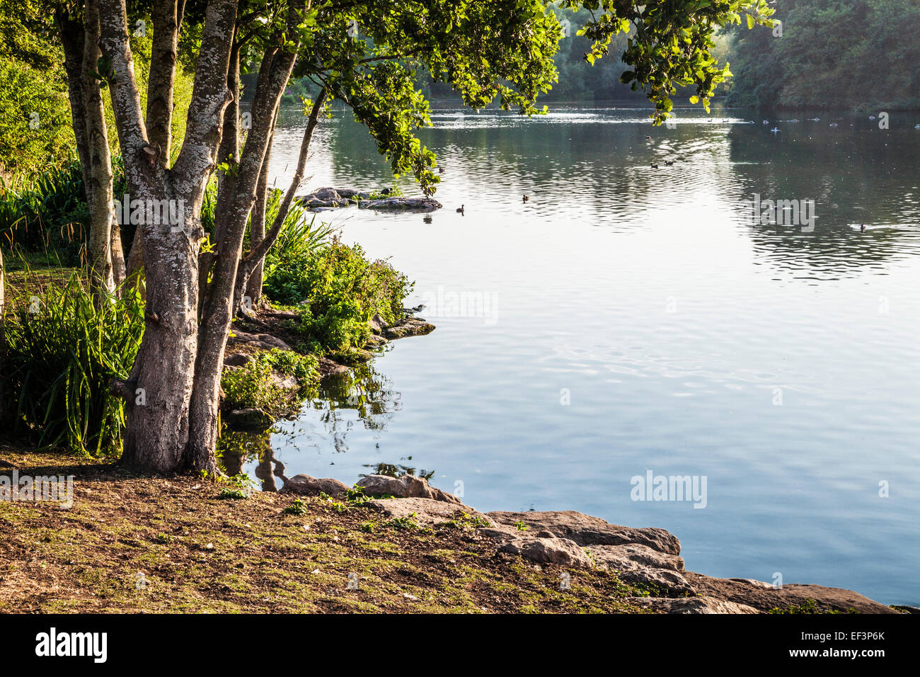 Early morning sunlight across a small lake in Swindon, Wiltshire. Stock Photo