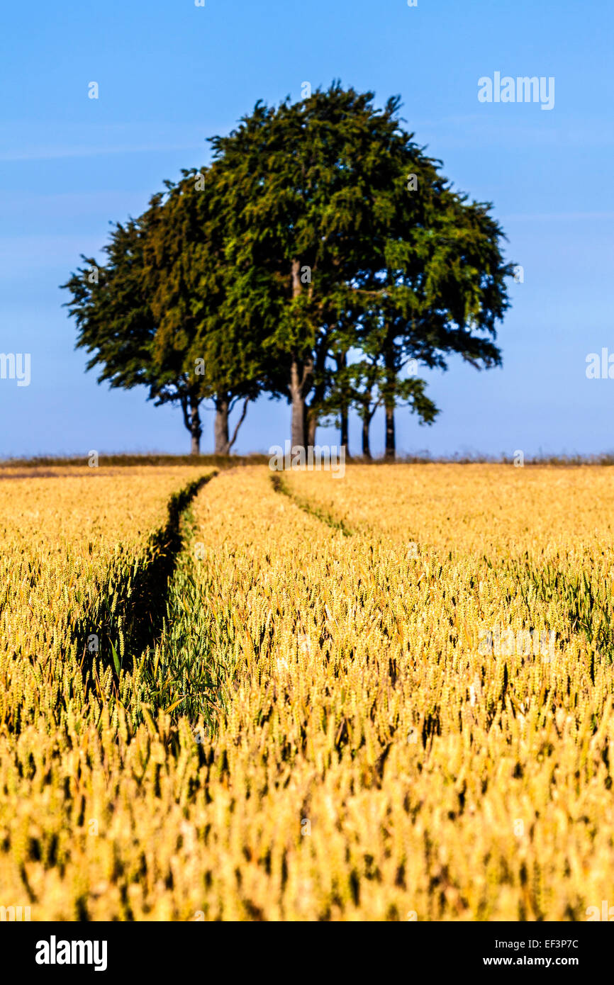 Tracks through a field of wheat illustrating deliberate use of shallow depth of field. Stock Photo