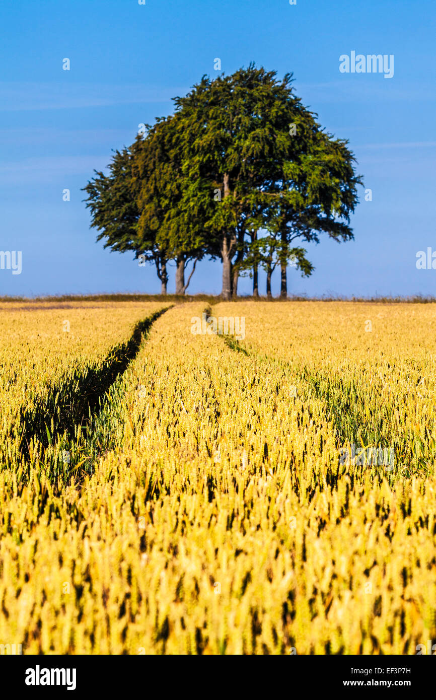 Tracks through a field of wheat illustrating deliberate use of shallow depth of field. Stock Photo