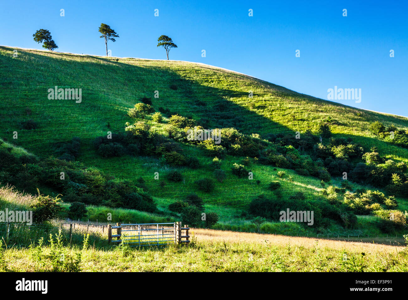 Roundway Hill and the iron age hillfort of Oliver's Castle near Devizes in Wiltshire. Stock Photo