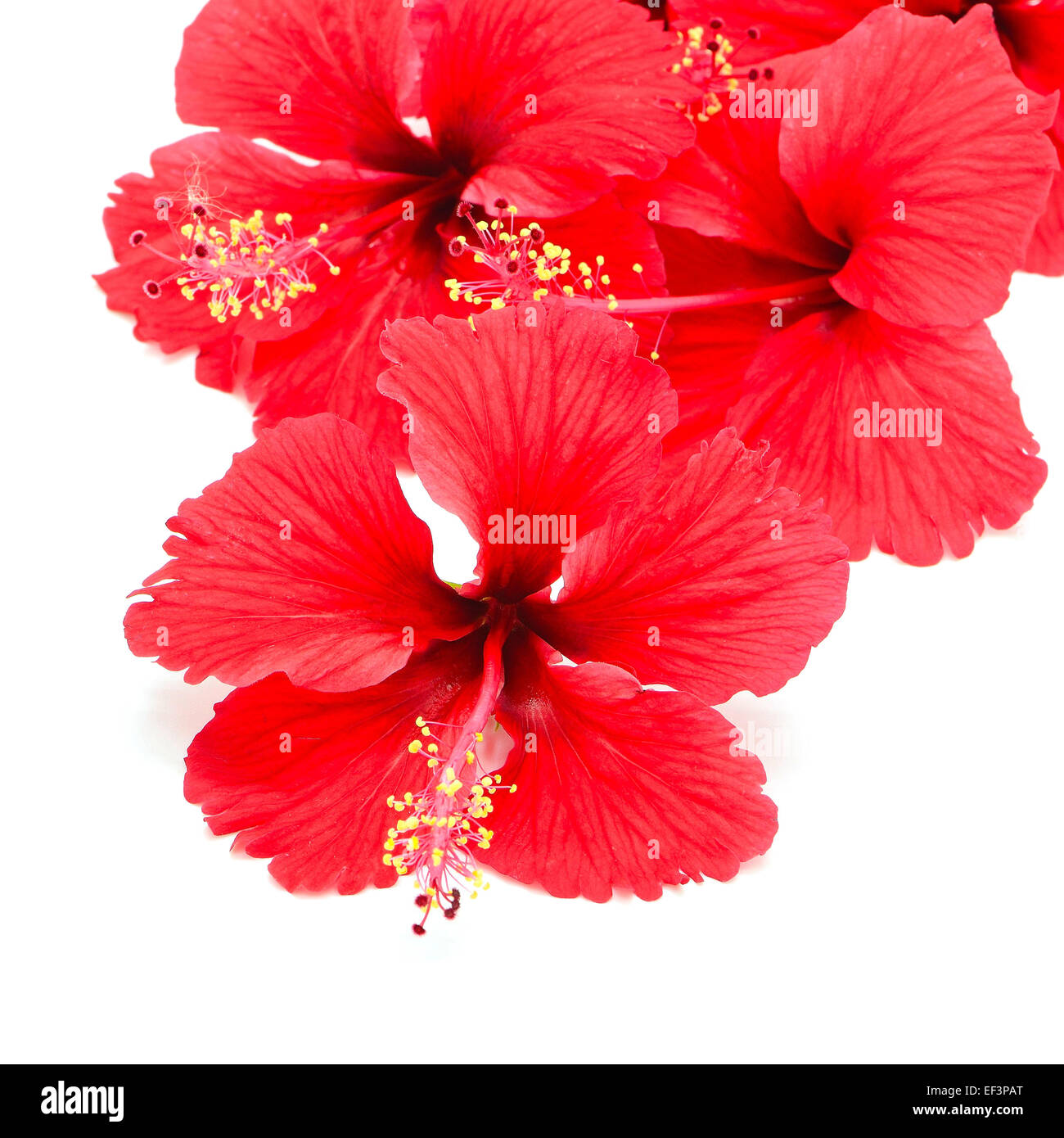 Beautiful red Hibiscus flower, isolated on a white background Stock