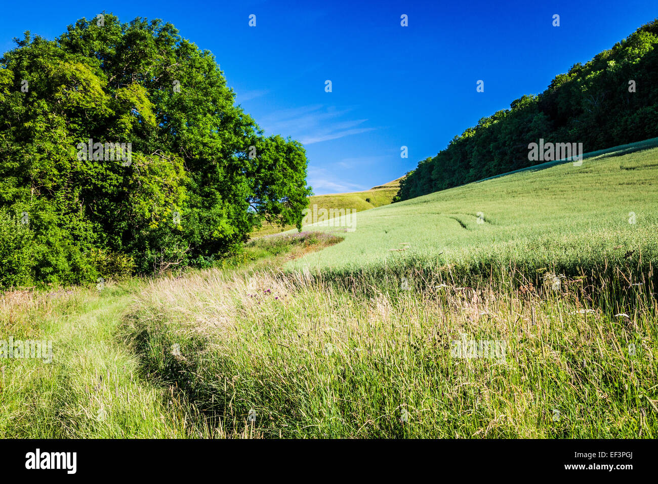 Rolling English countryside in summer near Devizes in Wiltshire. Stock Photo