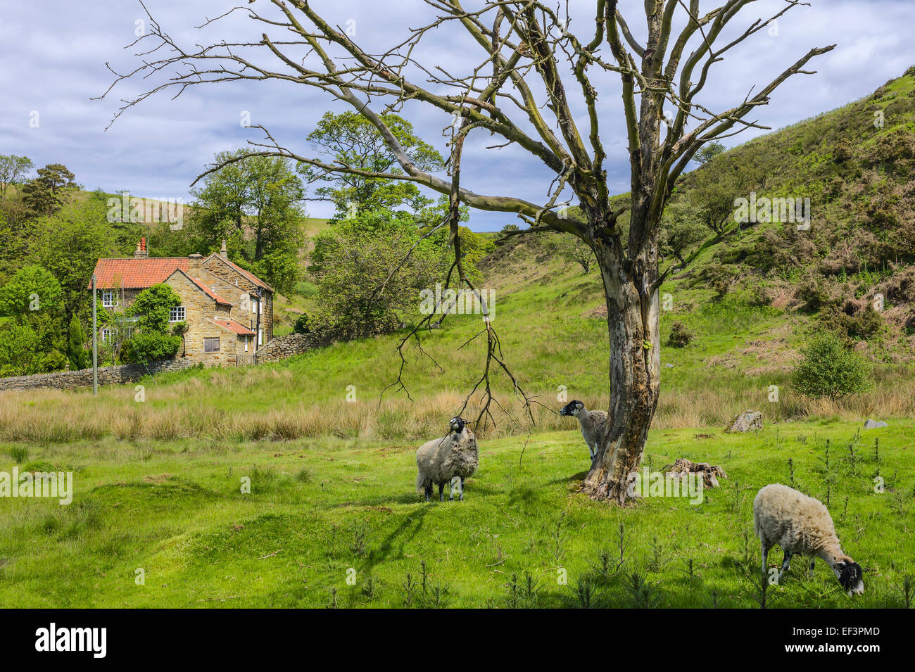 The North York Moors National Park with a stone cottage, trees,. and sheep grazing on a fine summer morning. Stock Photo
