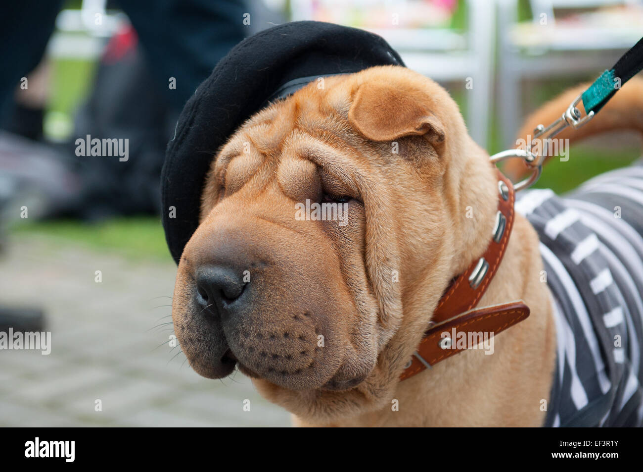 The Shar Pei, is a breed of dog known for its distinctive features of deep wrinkles and a blue-black tongue. Stock Photo