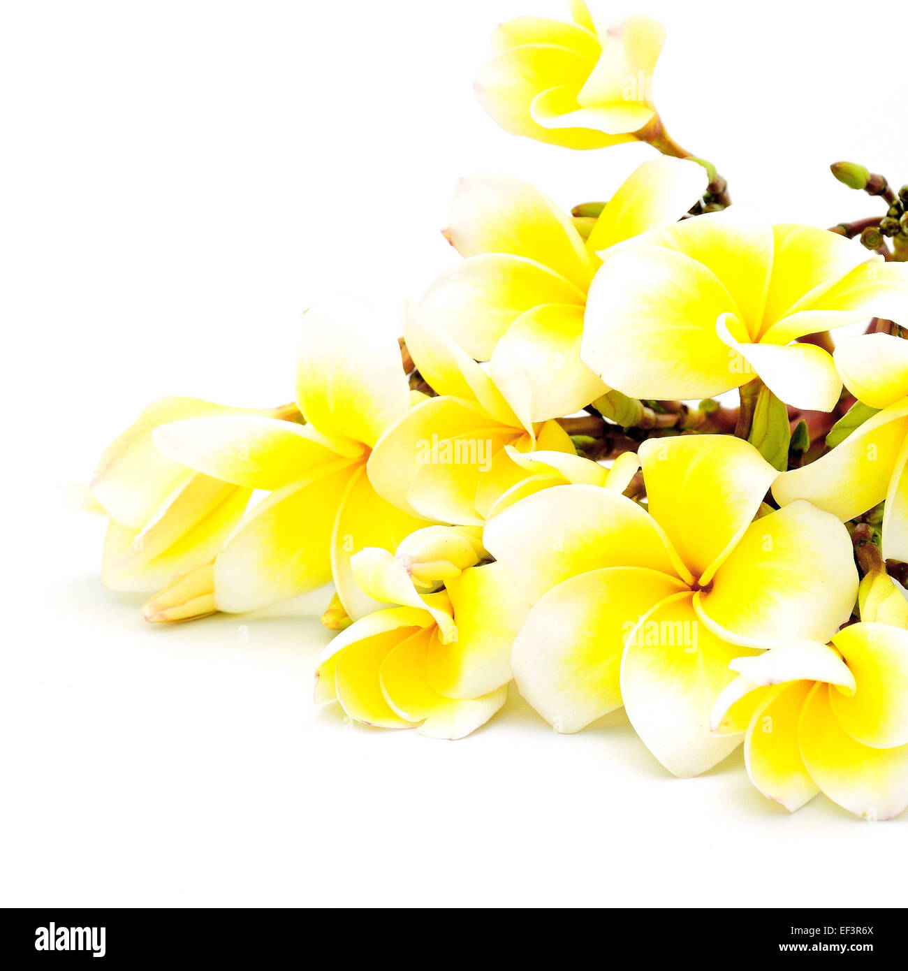 Yellow fragrant flower, Plumeria or frangipani, isolated on a white