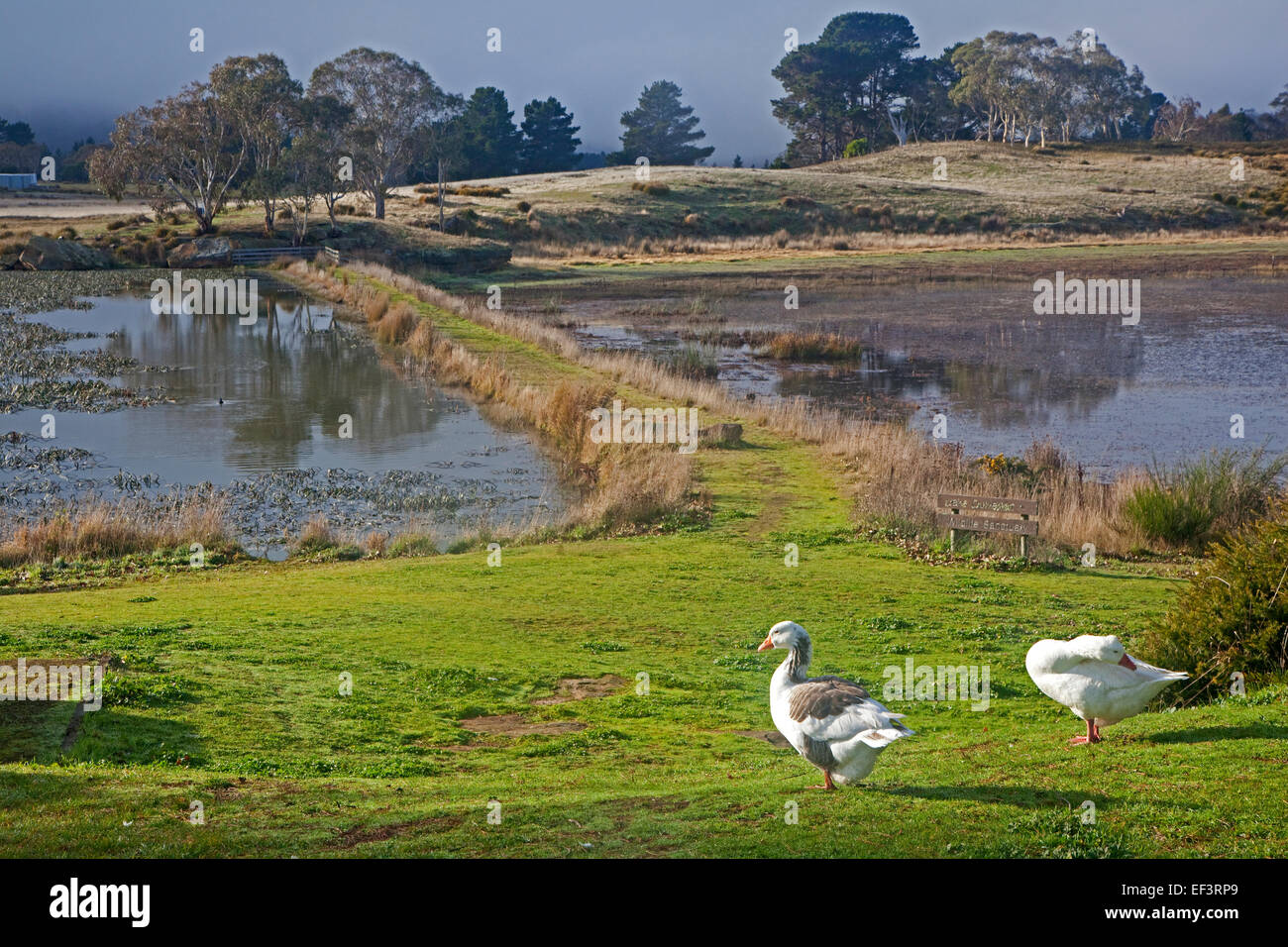 Geese in wildlife sanctuary in Oatlands, Tasmania, Australia Stock Photo
