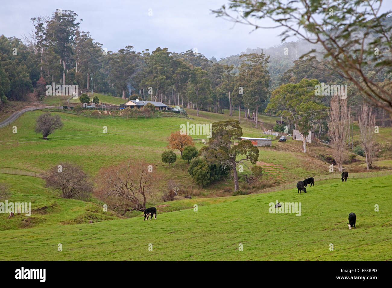 Countryside showing farm and cows in meadow in winter, Tasmania, Australia Stock Photo