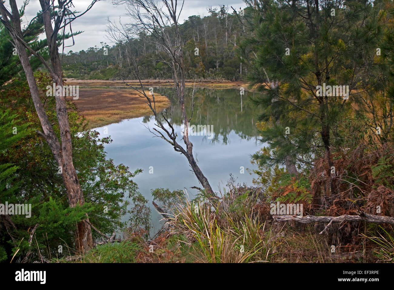 Pond in swamp in winter near Launceston, Tasmania, Australia Stock