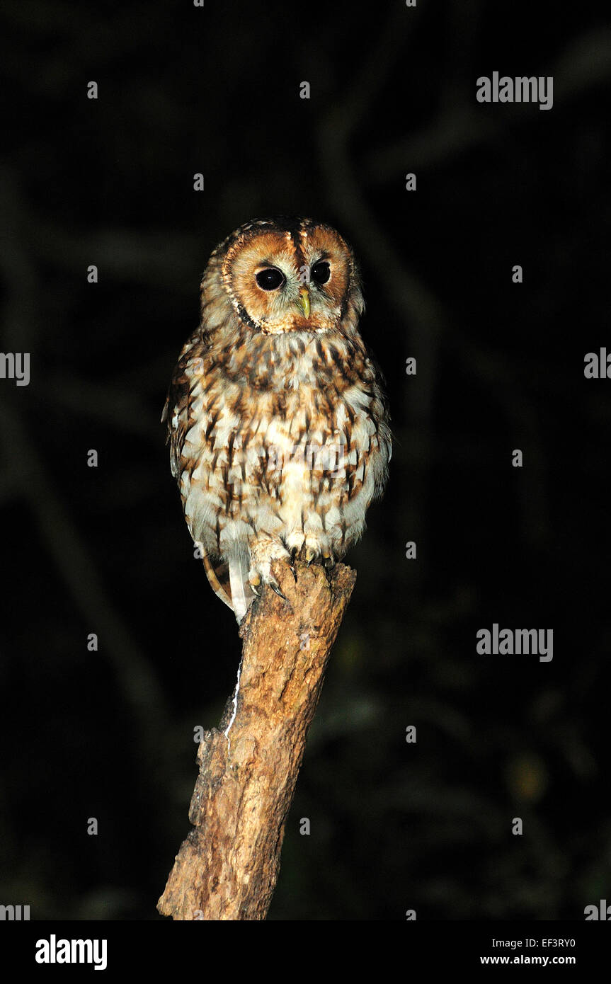 One tawny owl sitting on a perch UK Stock Photo