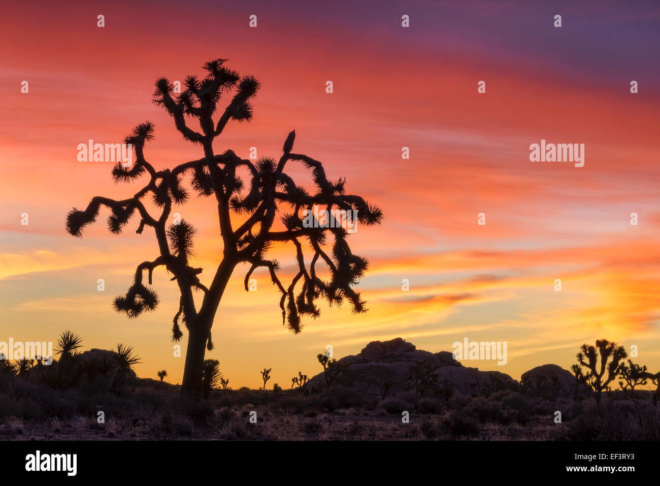 Joshua trees at sunrise; Joshua Tree National Park, California. Stock Photo