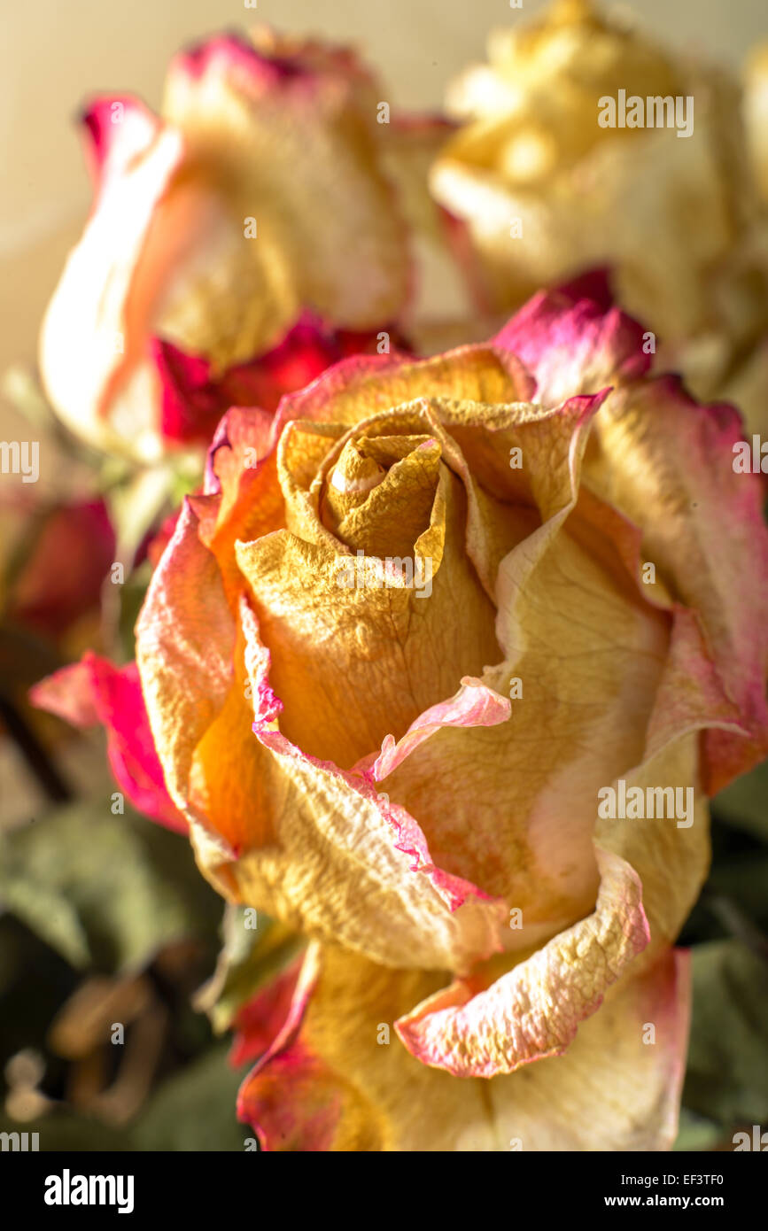 Fading flowers as material pattern in warm tones Stock Photo Alamy