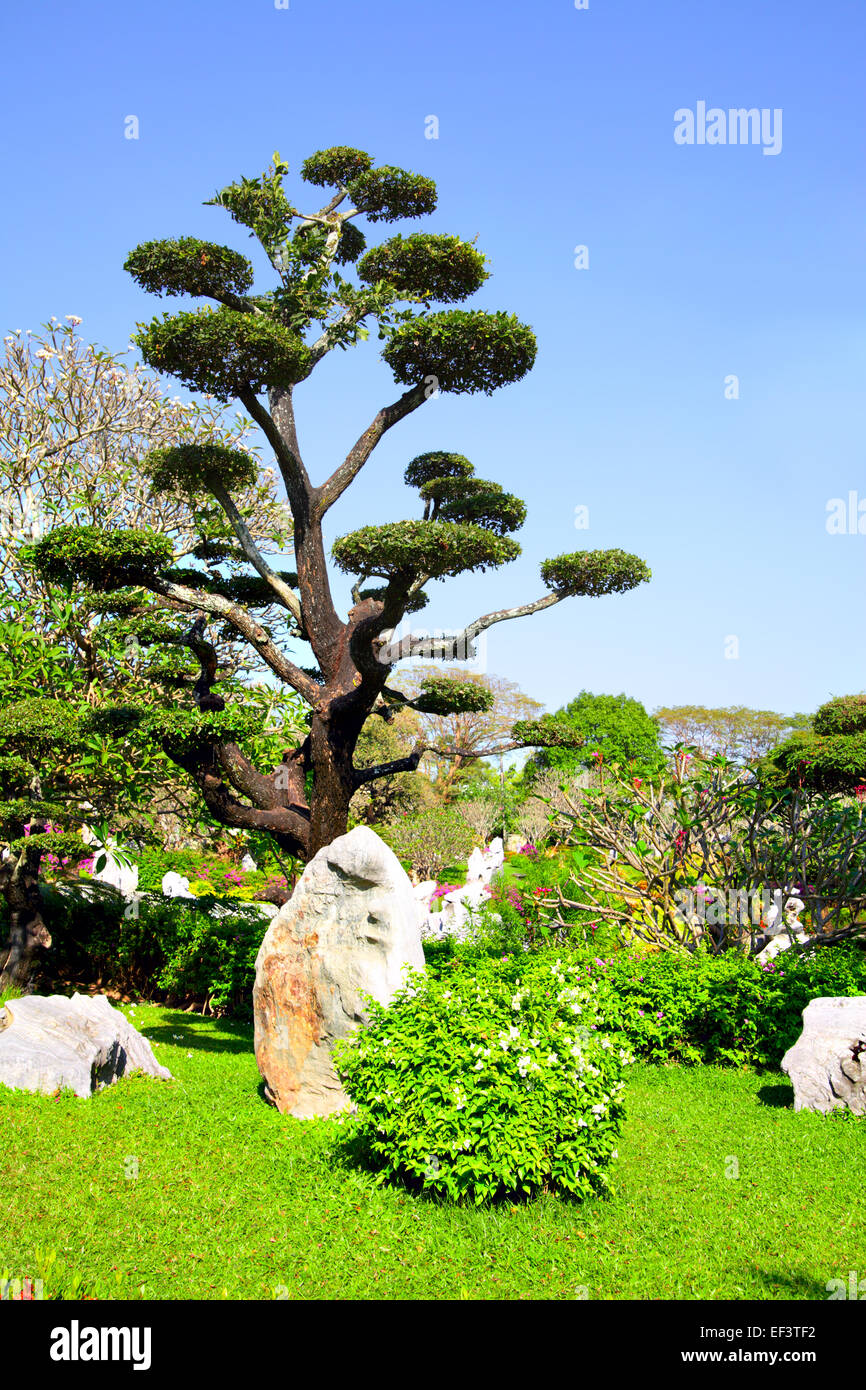 Exotic plants at tropical garden, Thailand Stock Photo Alamy