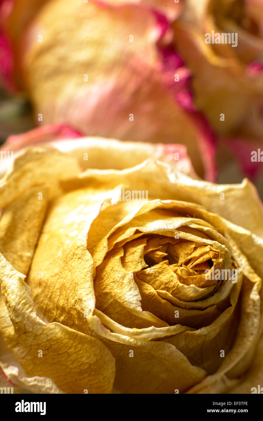 Fading flowers as material pattern in warm tones Stock Photo Alamy