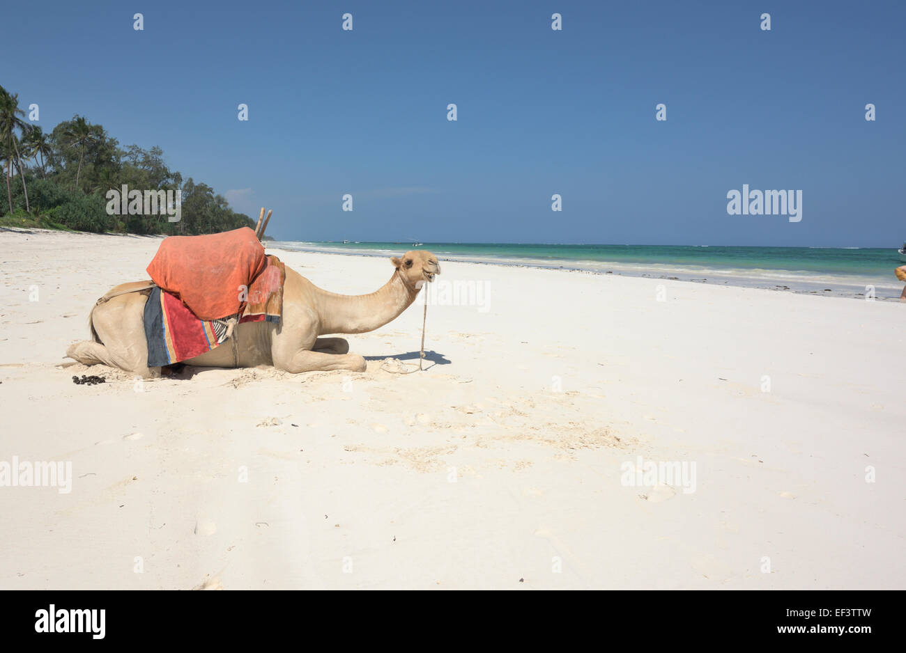Crazy camel at Diani beach, Ukunda, Mombasa, Kenya Stock Photo