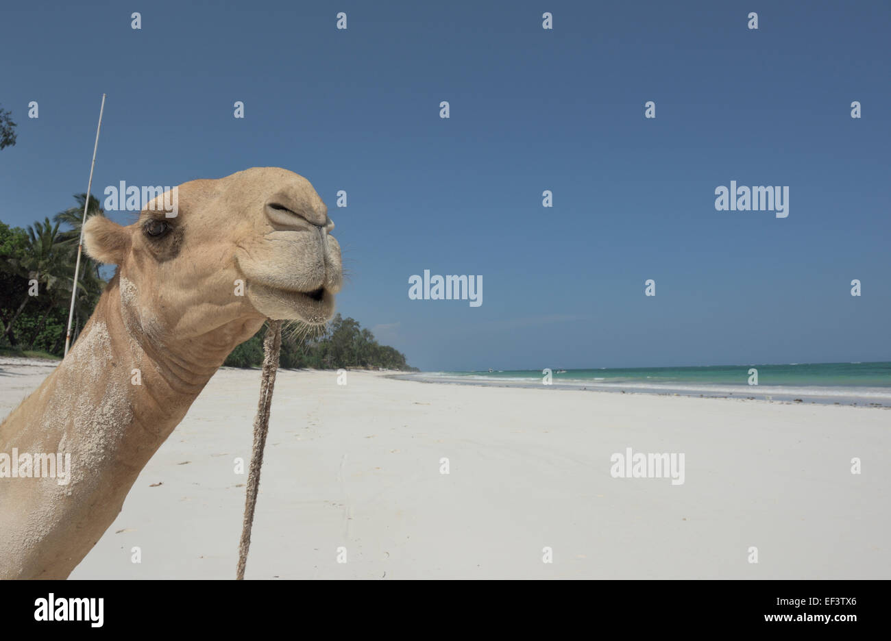 Camel at Diani beach, Ukunda, Mombasa, Kenya Stock Photo