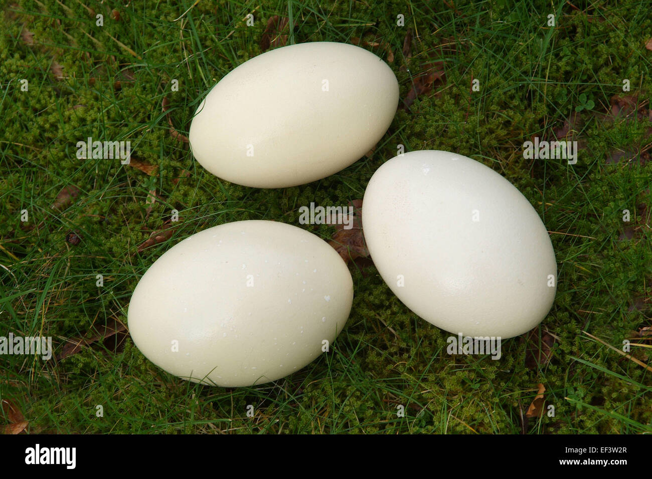 Commercially reared Rheas Stock Photo - Alamy